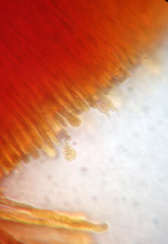 Phlebia sp